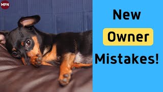 Advice from An Actual Min Pin Breeder