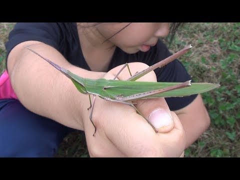 巨大バッタを捕獲 ショウリョウバッタ One Of The Largest Grasshopper Types In Japan Youtube