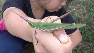 巨大バッタを捕獲【ショウリョウバッタ】One of the largest 
