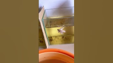 Nay có mồi mới cho đàn em nè #pets #fish #trendingshorts #cacanh #bettafish #bettahalfmoon#Tranfish