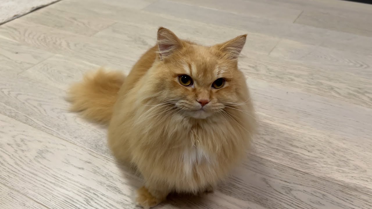 Trick & Treat with My Cat   Day 8