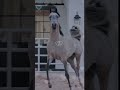 ما يعسف المهره غير خيال وما تاخذ القلب غير الاصيله حصان عربي اصيل خيل