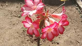 Rosa del desierto y sus cuidados/Desert rose and its care