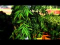 Ventas de Plantas en Panamá - jardinesandgardens.com