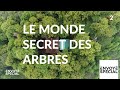 Envoy spcial le monde secret des arbres  7 mars 2019 france 2