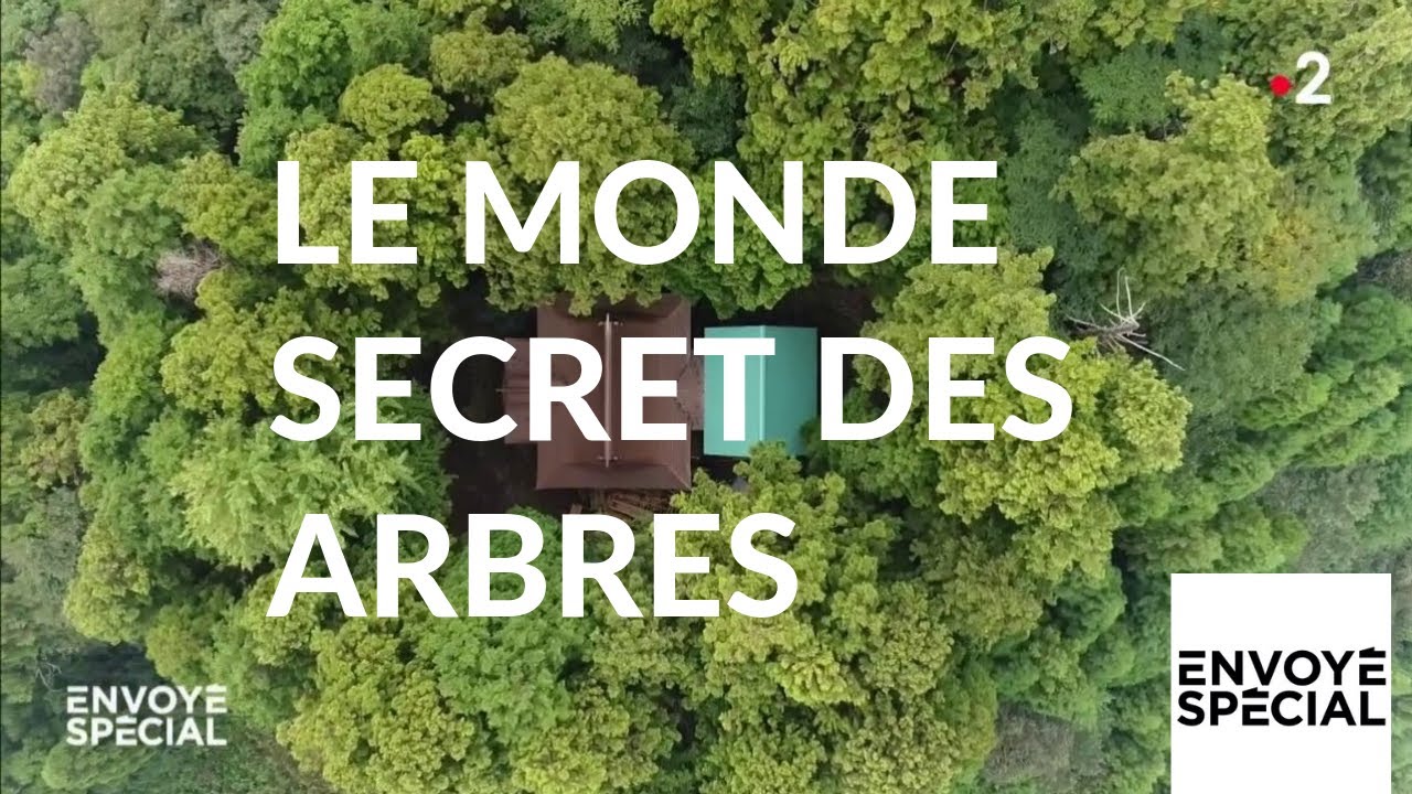 LIVRE LA VIE SECRÈTE DES ARBRES