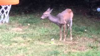 3 Deer keeping out of the rain, eating watermelon