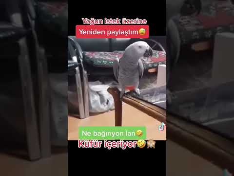 küfür eden papağan