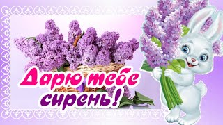 Дарю тебе сирень! На счастье! улыбнись!