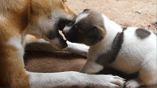 Cute Baby Dogs Want To Play With The Bigger Dog