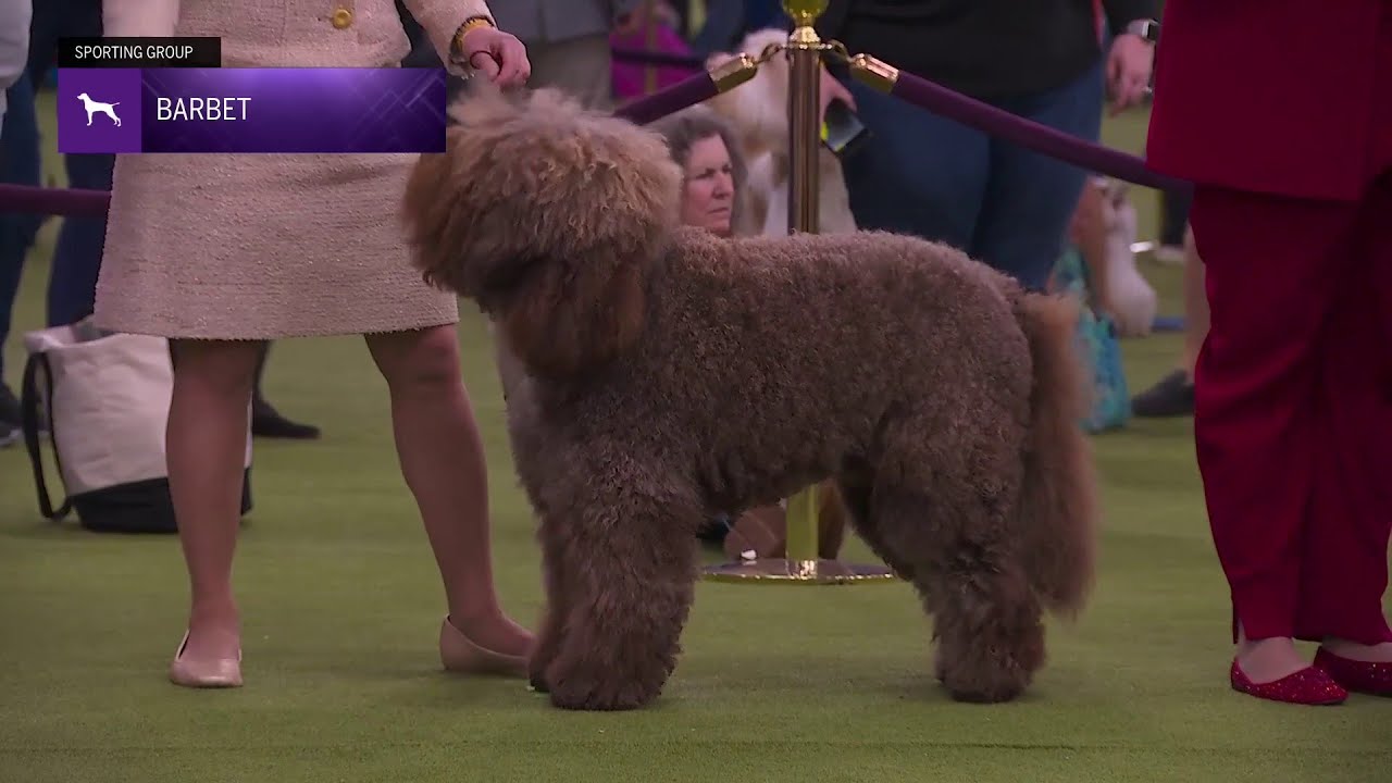 Barbets | Breed Judging 2026