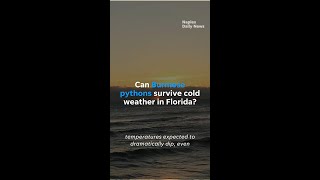 Celebrity Cold weather in Florida: Can Burmese pythons survive? Wealth