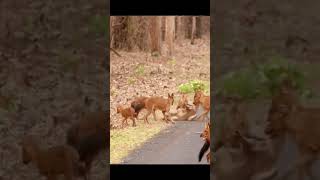 Wild dogs hunting deer #shorts