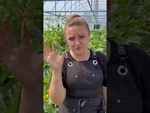 Три огурца для консервации #сад #дача #огород #семенаалтая