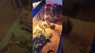 Feeding rocky. 3 year old ball eating full size rats. #snake #ballpython #feeding #hungry Net Worth