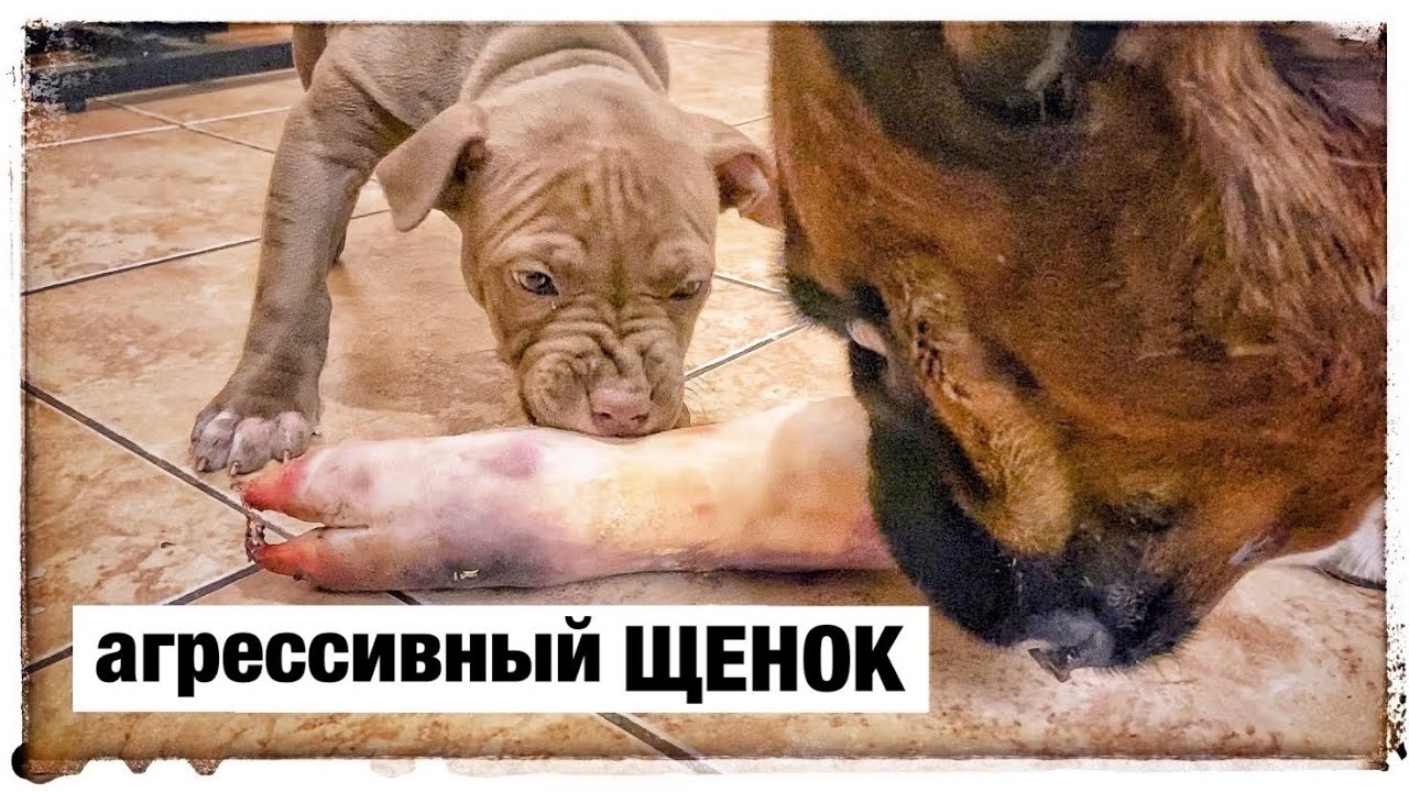 джина и боксер тайсон. щенок боксер тайсон. энди руис энтони джошуа. бой майк тайсона и бербика. джина и боксер тайсон.