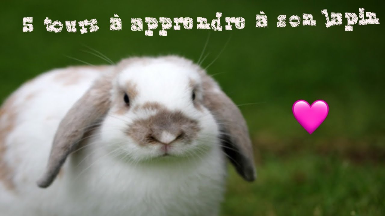 5 tours à apprendre à son lapins YouTube