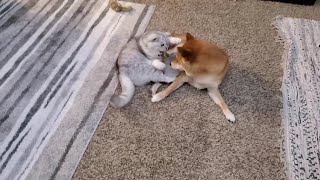 Issue 17: Shiba Inu dog and cat friend have an absurd interaction ('wait...what just happened?!') by Sultan and Cairo 2,835 views 3 years ago 1 minute, 35 seconds