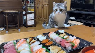 お寿司パーティーしてたら我慢できなくなった猫がこうなりましたw