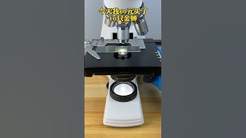 Very Dangerous Insect Under the Microscope - DONT TRY THIS AT HOME 😱😱