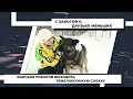 Химчане помогли выходить тяжелобольную собаку. 31.01.2022