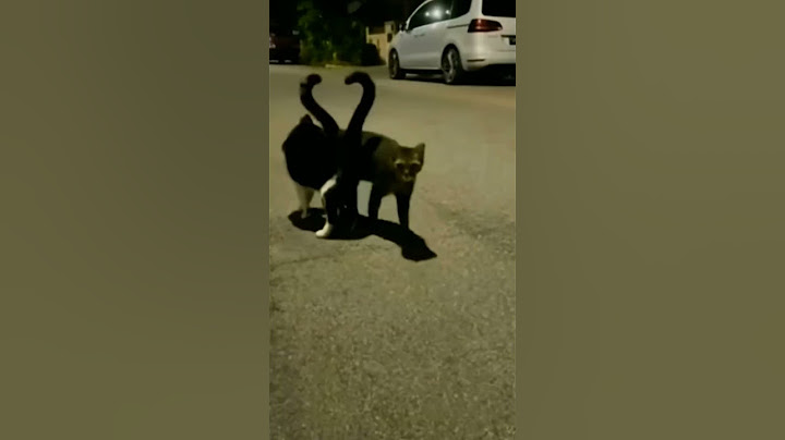 Котики показали сердечко❤️