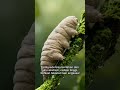 Tardigrade: Makhluk Super yang Bisa Hidup di Luar Angkasa