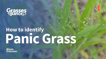 How to Identify Panic Grass - Grasses at a Glance