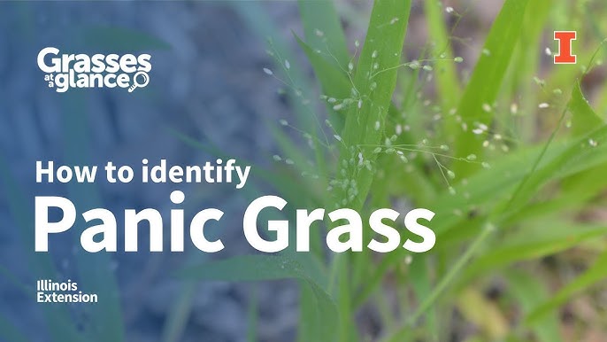 5 Ways To Identify Panic Grass A Quick Guide 2024
