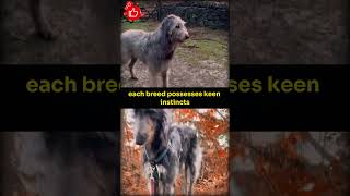 Irish Wolfhound VS Scottish Deerhound #dog #shortsvideo #facts #amazingfacts #shortfeeds #doglover