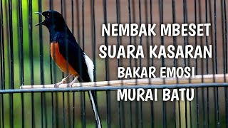 Murai Batu Gacor Nembak Mbeset Suara Kasaran Memancing Emosi Murai Batu Malas Bunyi