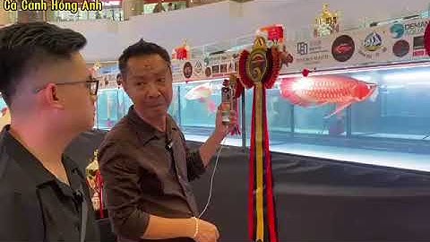 Cách chăm cá huyết Long đẹp