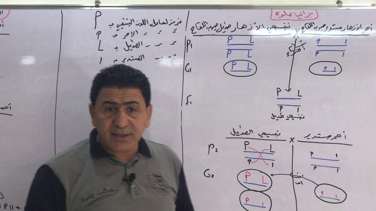 الفصل الخامس(الوراثة)/الارتباط والعبور محاضرة 24