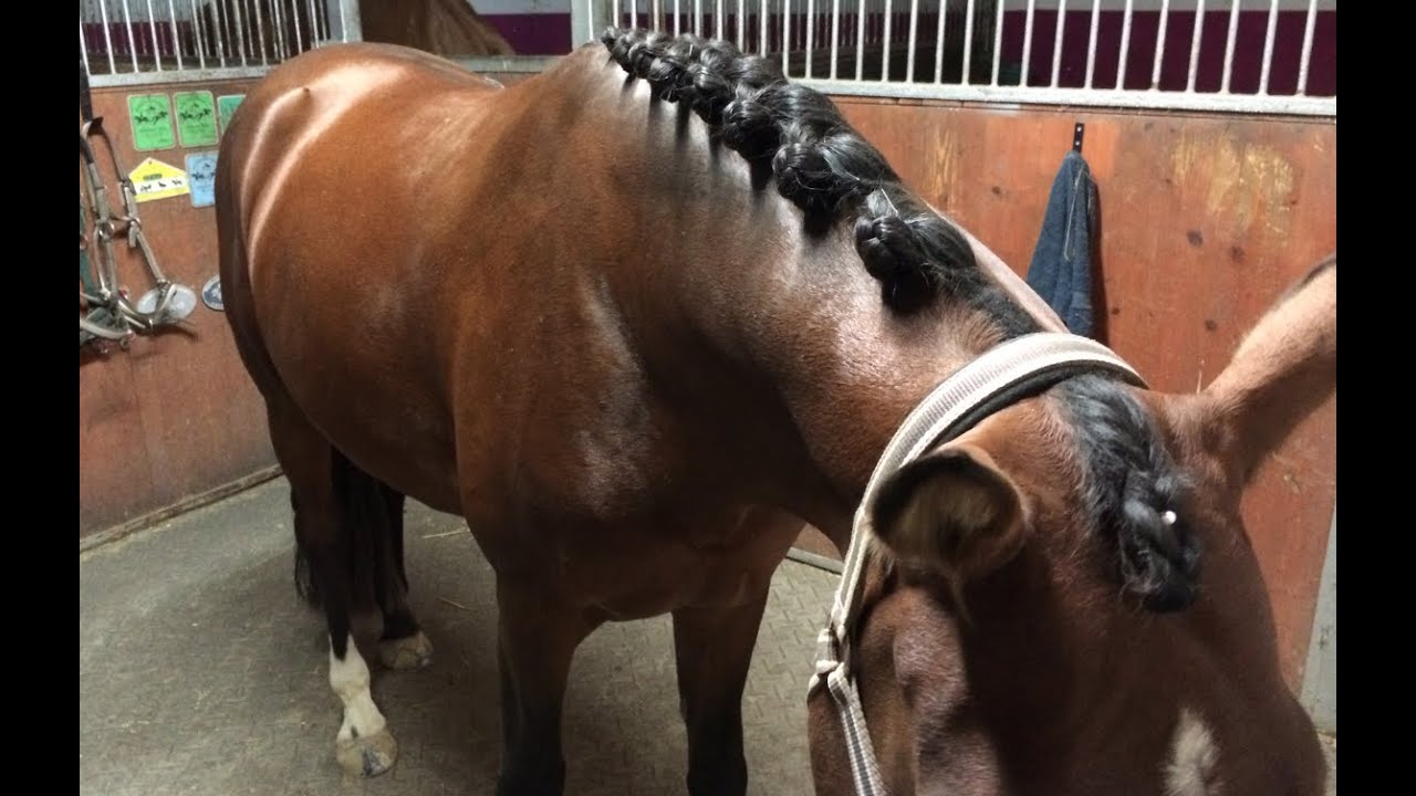 Jogos de CAVALO em COQUINHOS