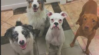 Give Your Dog The Best Play Day At Hot Diggity Dog Resort