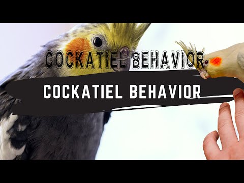 Cockatiel Behavior - Understand Cockatiel Gestures