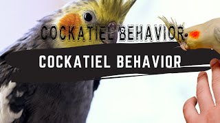 Cockatiel Behavior  Understand Cockatiel Gestures