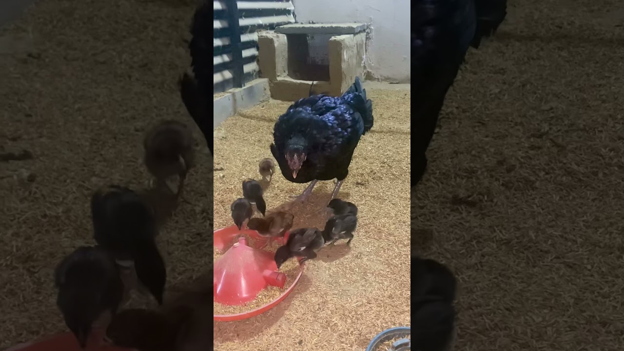 Thai Aseel Hen with baby chicks. Good growth of chicks