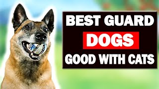 20 Guard Dogs That Are Good with Cats and Proactive For Family by Cute Emergency 1,423 views 1 year ago 5 minutes, 30 seconds