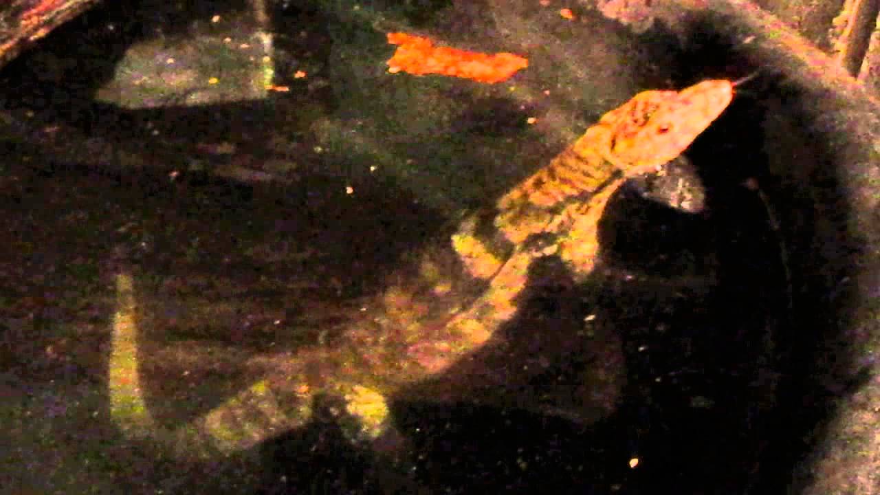 camera iphone 8 plus apk Sulfer water monitor