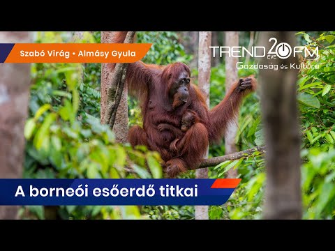 Videó: 5 hely, ahol érdemes megnézni az orángutánokat Borneón