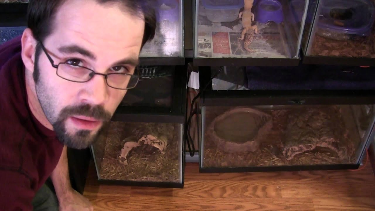 petco hours Never Ending Herping: My Snake Collection: S1E2
