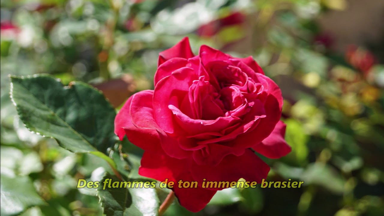 Bouton de Rose Poème D'Alice Nahon - YouTube