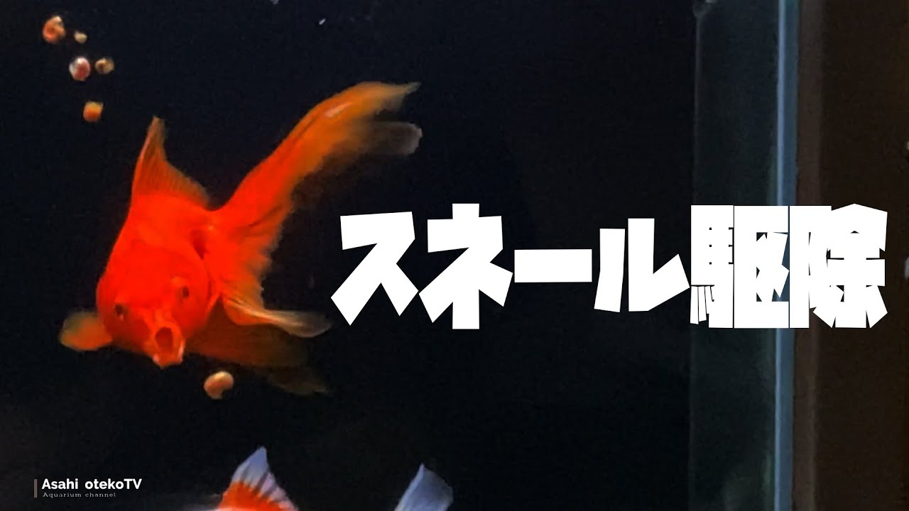 スネールが増えすぎたので金魚に食べてもらう動画 Youtube