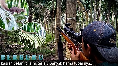 🔴𝙥𝙚𝙨𝙩 𝙘𝙤𝙣𝙩𝙧𝙤𝙡 𝙝𝙖𝙢𝙖 tupai❗𝙠𝙖𝙨𝙞𝙖𝙣 𝙥𝙚𝙩𝙖𝙣𝙞 𝙙𝙞 𝙨𝙞𝙣𝙞 𝙠𝙖𝙧𝙣𝙖 𝙪𝙡𝙖𝙝 𝙝𝙖𝙢𝙖 𝙩𝙪𝙥𝙖𝙞
