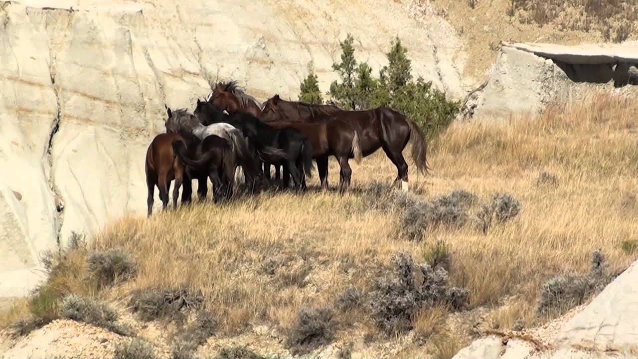 Wild Horses at Custer State Park YouTube