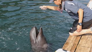 2種の特徴持つ子クジラ  和歌山・太地で公開