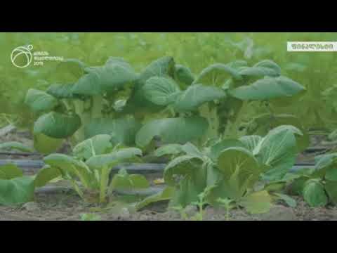 TBC ბიზნესდაჯილდოების გამარჯვებული „საუკეთესო პროდუქტის ან მომსახურების შექმნისთვის“