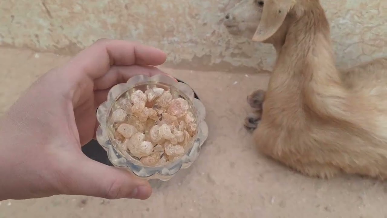 العلاج الشعبي لصغار الأغنام التي توقفت عن الأكل و والمنعزلة وقليلة الحركة (عن أهل الخبرة) 