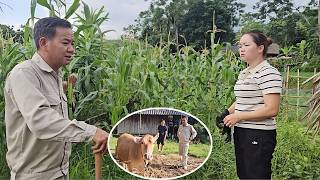 Hang's father wanted to buy a big cow for the wedding but didn't have enough money.